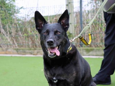 Kira | Terrier (Staffordshire Bull) Cross | Darlington - 3