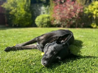 Kira | Terrier (Staffordshire Bull) Cross | Darlington - 5