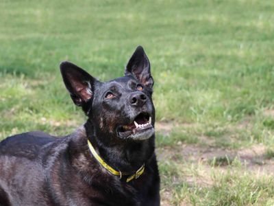 Kira | Terrier (Staffordshire Bull) Cross | Darlington - 5