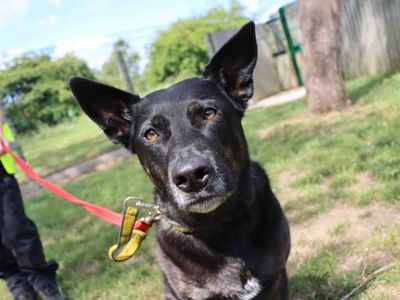 Kira | Terrier (Staffordshire Bull) Cross | Darlington - 3