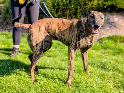 Rio | Lurcher | Cardiff - 3