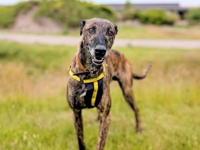 Rio | Lurcher | Cardiff - 5
