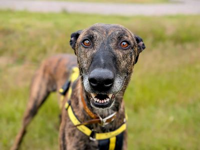 Rio | Lurcher | Cardiff - 3