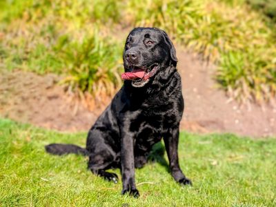 Koby | Retriever (Labrador) | Cardiff - 5