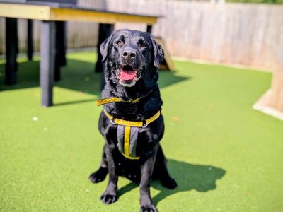 Koby | Retriever (Labrador) | Cardiff - 3