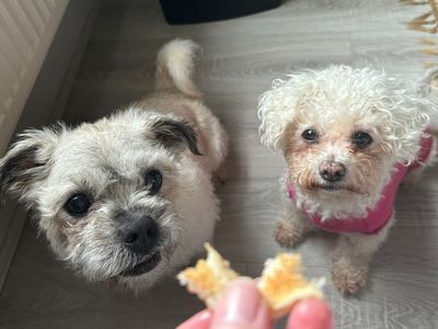 Rupert | Bichon Frise Cross | Merseyside (Liverpool) - 3