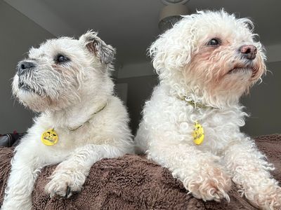 Ruby | Bichon Frise | Merseyside (Liverpool) - 3