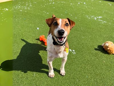 Fields | Terrier (Jack Russell) | Salisbury (Wiltshire)