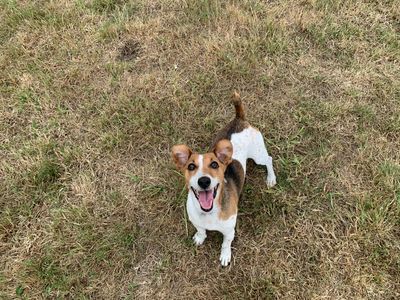 Fields | Terrier (Jack Russell) | Salisbury (Wiltshire) - 3