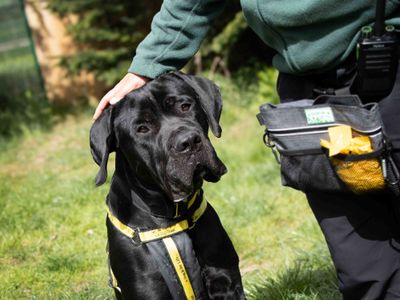 Kai | Italian Corso Dog | Darlington - 3
