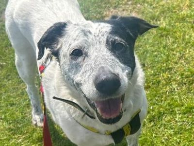 Nellie | Collie (Border) Cross | Shrewsbury (Shropshire) - 3
