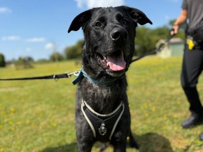 Arlo | German Shepherd Dog Cross | Shrewsbury (Shropshire) - 3
