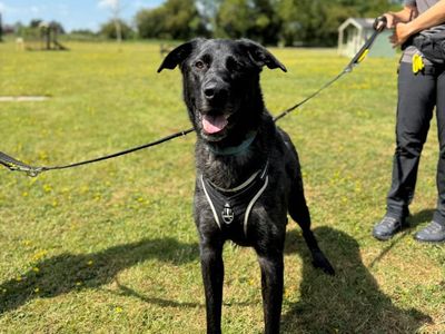 Arlo | German Shepherd Dog Cross | Shrewsbury (Shropshire) - 5