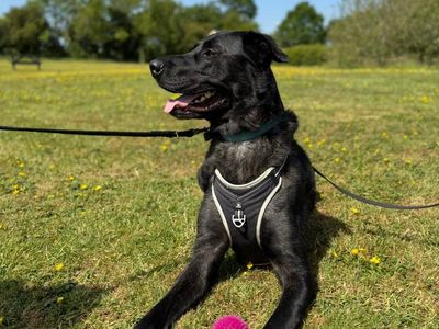 Arlo | German Shepherd Dog Cross | Shrewsbury (Shropshire) - 5