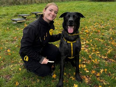 Merlin | German Shepherd Dog Cross | Shrewsbury (Shropshire) - 3