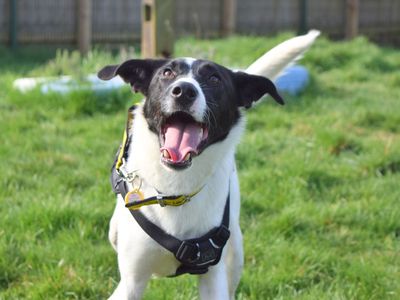 Hobnob | Collie (Border) | Harefield West London