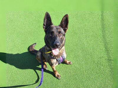 Sammie | Belgian Shepherd Dog (Malinois) | Salisbury (Wiltshire) - 3