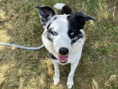 Lad | Collie (Border) | Shrewsbury (Shropshire) - 2