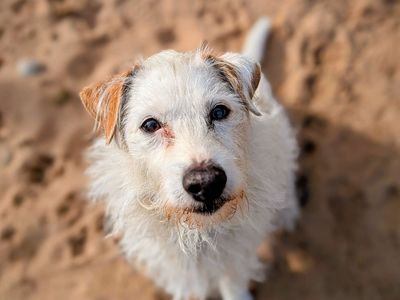 Patch | Terrier (Jack Russell) Cross | Cardiff - 3