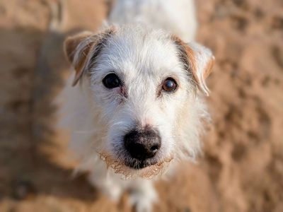 Patch | Terrier (Jack Russell) Cross | Cardiff - 5