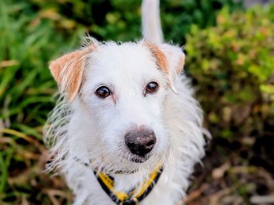 Patch | Terrier (Jack Russell) Cross | Cardiff - 1