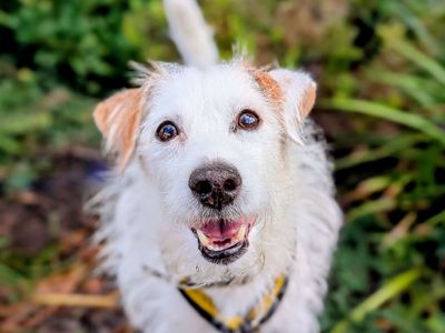 Patch | Terrier (Jack Russell) Cross | Cardiff - 3