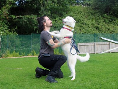 Luna | Siberian Husky | Merseyside (Liverpool) - 3