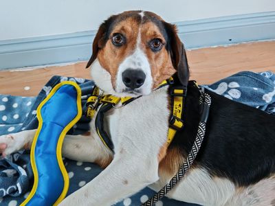 Nicky | Beagle | Ballymena (Northern Ireland) - 3