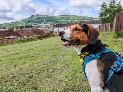 Nicky | Beagle | Ballymena (Northern Ireland) - 3