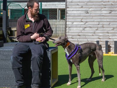 Ethan | Greyhound | Loughborough - 3