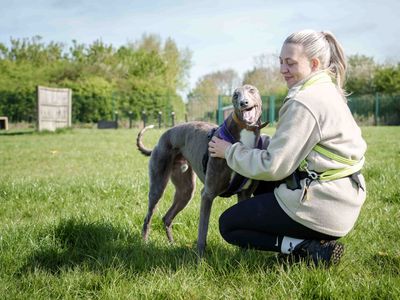 Ethan | Greyhound | Loughborough - 5