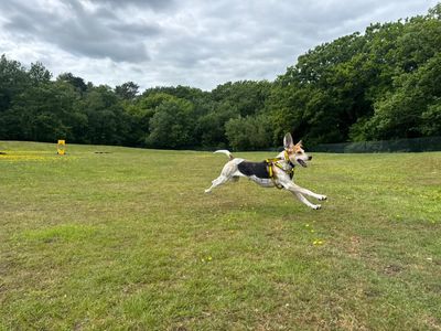 Meadow | Foxhound | Canterbury - 5