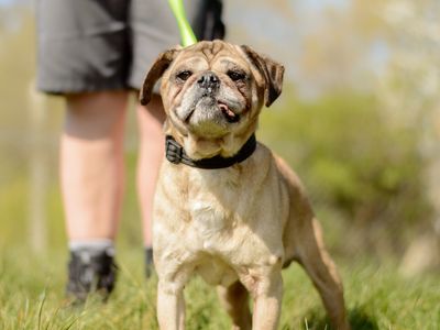 Bosley | Pug Cross | Kenilworth (West Midlands) - 1