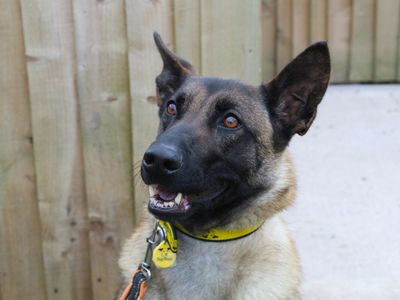 Abbey | Belgian Shepherd Dog (Malinois) | Evesham (Worcestershire) - 3