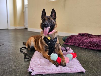 Abbey | Belgian Shepherd Dog (Malinois) | Evesham (Worcestershire) - 3
