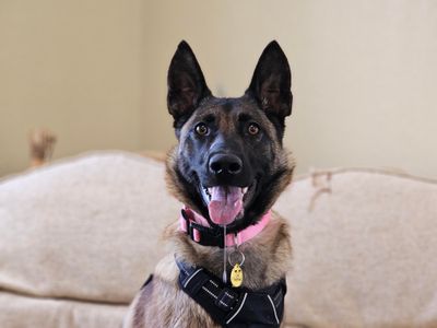 Abbey | Belgian Shepherd Dog (Malinois) | Evesham (Worcestershire) - 5