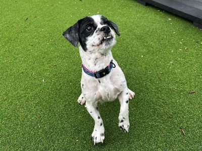 Donald | Shih Tzu | Canterbury - 3