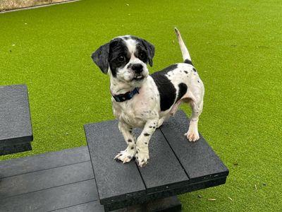 Donald | Shih Tzu | Canterbury - 2