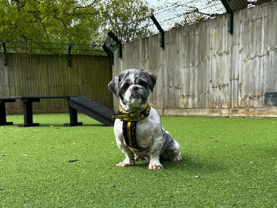 Mark | Shih Tzu | Canterbury - 5