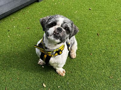 Mark | Shih Tzu | Canterbury - 3