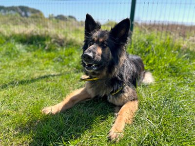 Georgia | German Shepherd Dog | Shoreham (Sussex) - 5