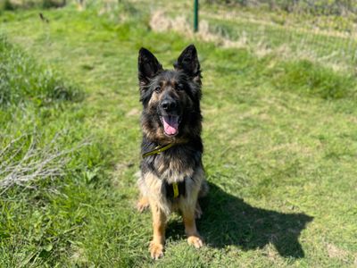 Georgia | German Shepherd Dog | Shoreham (Sussex) - 3