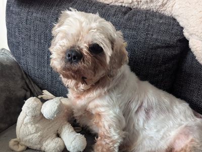 Tilly | Shih Tzu | Ballymena (Northern Ireland) - 1
