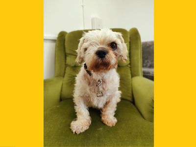 Tilly | Shih Tzu | Ballymena (Northern Ireland) - 3