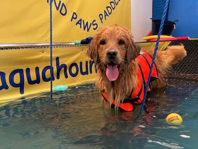 Zeus | Retriever (Golden) | Shoreham (Sussex) - 1