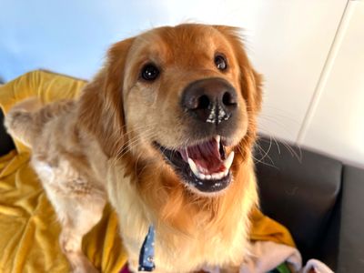 Zeus | Retriever (Golden) | Shoreham (Sussex) - 3