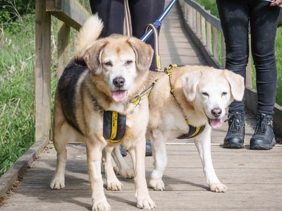 Lenny | Beagle Cross | Loughborough - 3