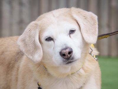 Lenny | Beagle Cross | Loughborough - 2