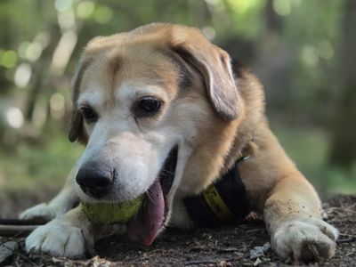 Lenny | Beagle Cross | Loughborough - 3