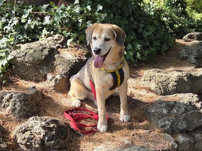 Lenny | Beagle Cross | Loughborough - 1